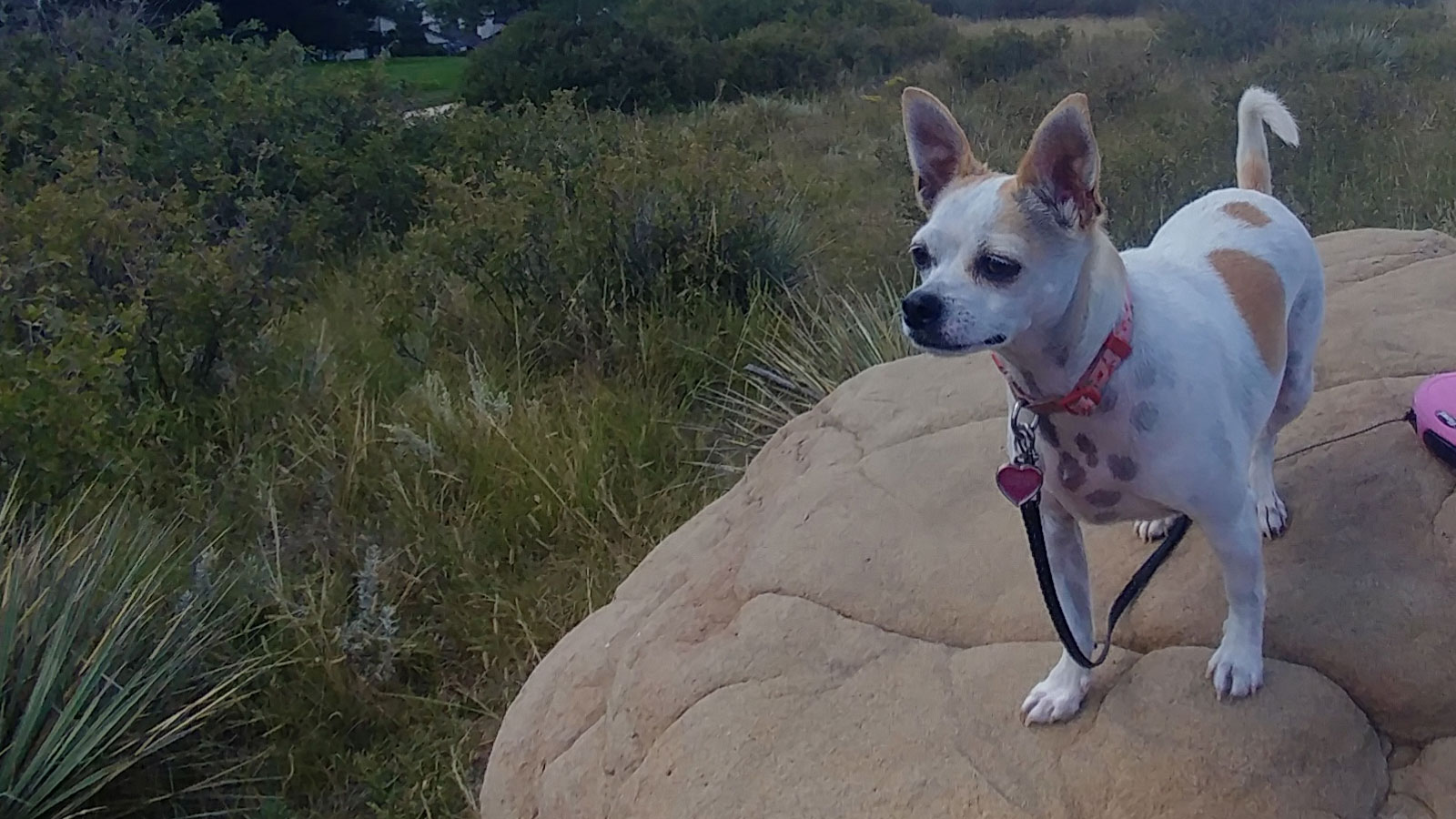 Teeny Tiny Diva - Diva On a Rock